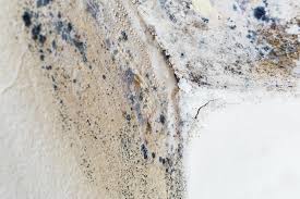 Best Emergency Mold Remediation  in North Star, DE